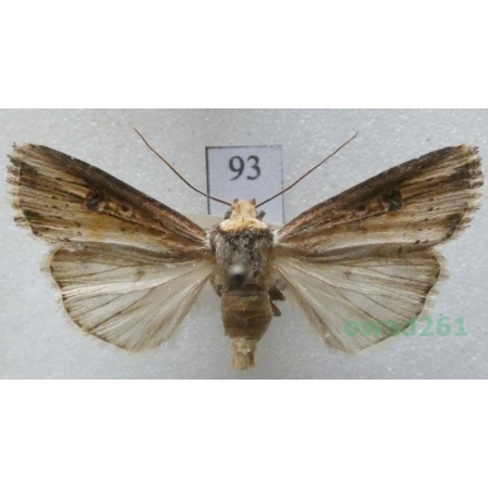 Axylia putris (Linnaeus, 1761) Czech93
